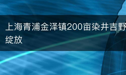 上海青浦金泽镇200亩染井吉野绽放