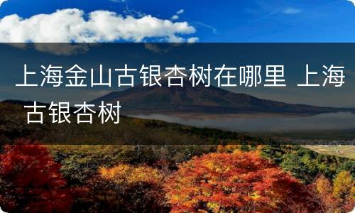上海金山古银杏树在哪里 上海 古银杏树