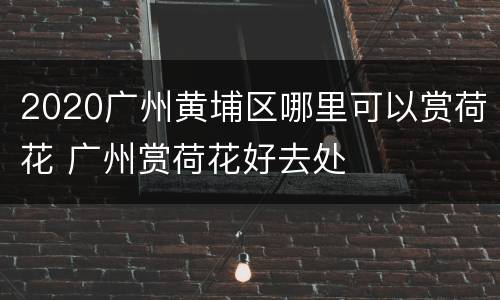 2020广州黄埔区哪里可以赏荷花 广州赏荷花好去处
