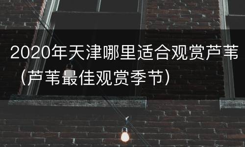 2020年天津哪里适合观赏芦苇（芦苇最佳观赏季节）