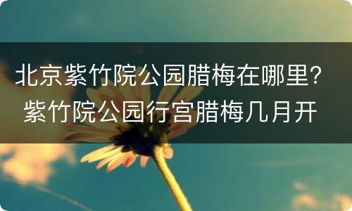 北京紫竹院公园腊梅在哪里？ 紫竹院公园行宫腊梅几月开