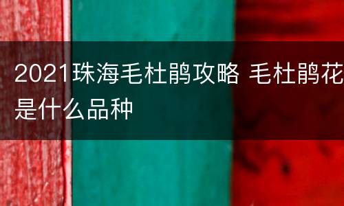 2021珠海毛杜鹃攻略 毛杜鹃花是什么品种