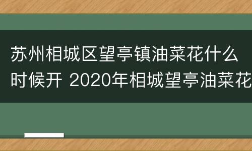 苏州相城区望亭镇油菜花什么时候开 2020年相城望亭油菜花