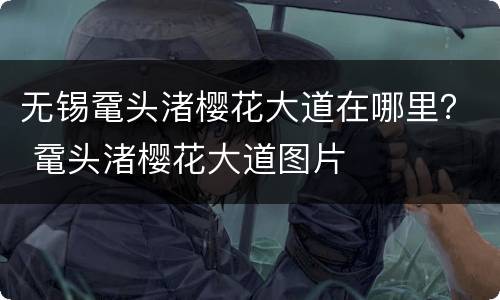 无锡鼋头渚樱花大道在哪里？ 鼋头渚樱花大道图片