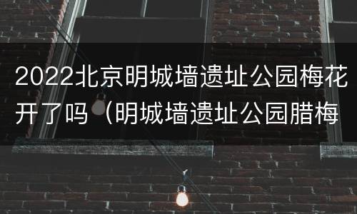 2022北京明城墙遗址公园梅花开了吗（明城墙遗址公园腊梅花开了吗）