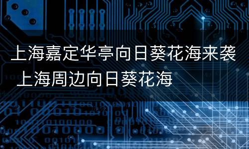 上海嘉定华亭向日葵花海来袭 上海周边向日葵花海